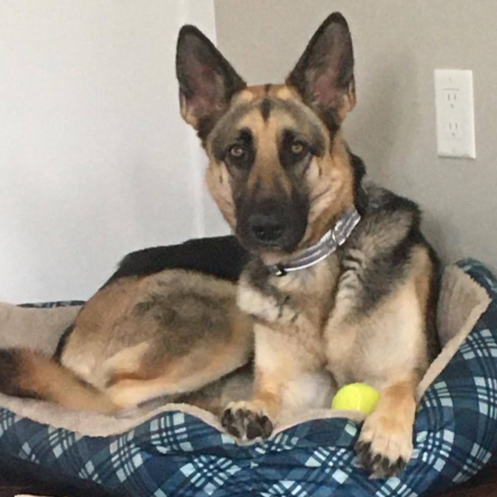 Meet your Posher, Carys